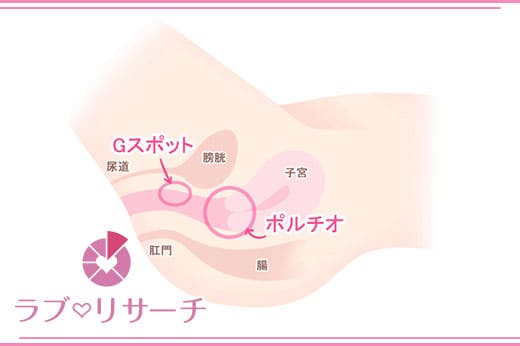 ポルチオの位置画像