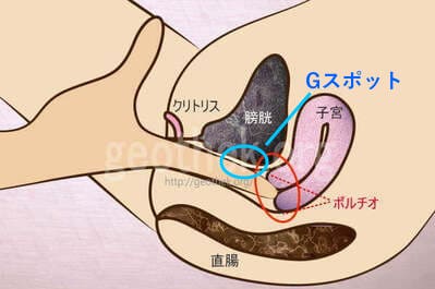 Gスポットとポルチオの場所