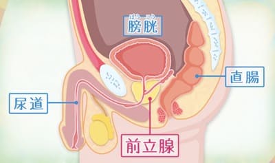 アナルイキする男の前立腺の場所