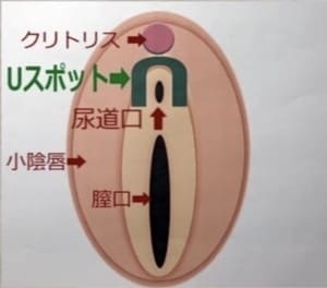 女性の性感帯Uスポット